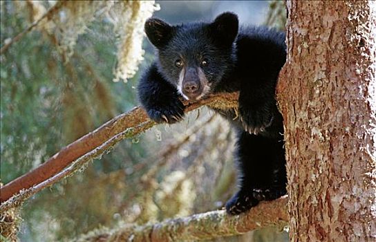 黑熊,幼兽,休闲,树上,溪流,通加斯国家森林,东南阿拉斯加,夏天