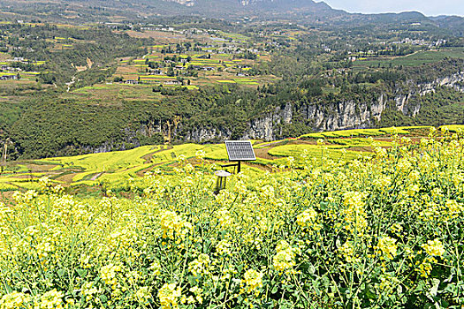 大峡谷油菜花风景