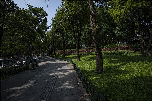 夏天羊城广州科韵路两旁的绿化景观路