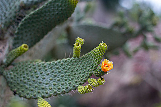 仙人掌花