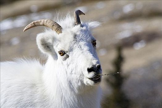 野大白羊,白大角羊,绵羊,山,克卢恩国家公园,育空地区,加拿大