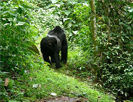 大猩猩,雨林