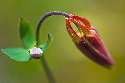 花冠,耧斗菜,普通,野花,阿拉斯加,花蜜,蜂鸟