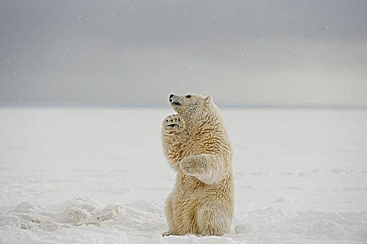 北极熊,坐,向上,后腿,浮冰,沿岸地区,北极,阿拉斯加,冬天