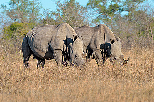 白色,犀牛,两个,成年,雄性,放牧,克鲁格国家公园,南非,非洲