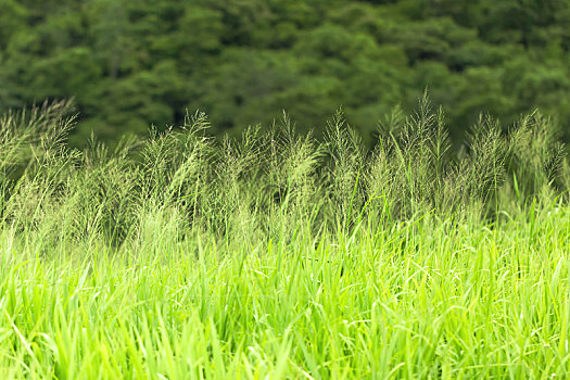 特写,青草,地点