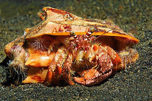 海葵,寄居蟹,独居性动物,苏拉威西岛,印度尼西亚,亚洲
