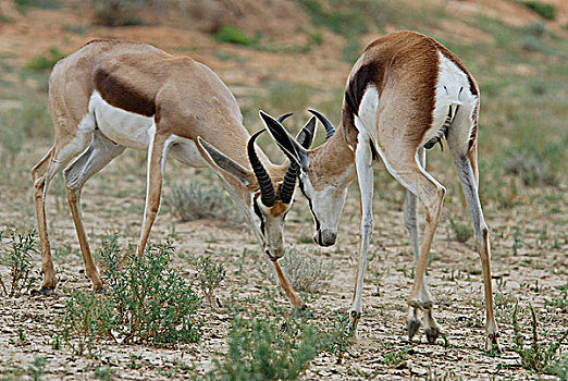南非,卡拉哈里沙漠,卡拉哈迪大羚羊国家公园,跳羚,争斗