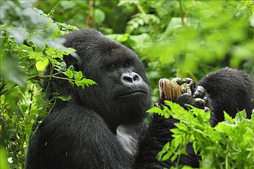 山地大猩猩,大猩猩,吃,菌类,火山国家公园,卢旺达