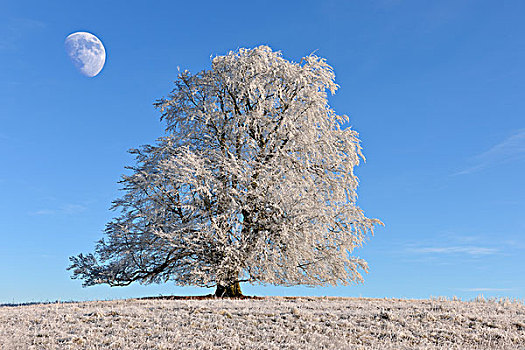 欧洲山毛榉,山毛榉,月亮,冬季风景,巴登符腾堡,德国,欧洲