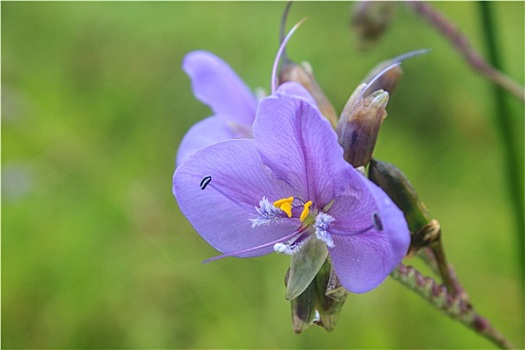 泰国,紫花,松树,树林