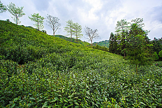 浙江,台州,天台县,龙溪乡,乡村,茶园,春茶,山坡