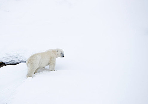 北极熊,雄性,雪中,杂乱无章,巴芬岛,努纳武特,加拿大,北美