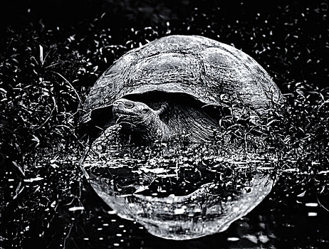 大,加拉帕戈斯,龟,接近,水,反射,球形,壳,表面