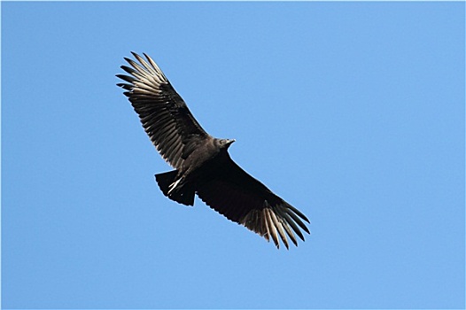 黑美洲鹫,飞行