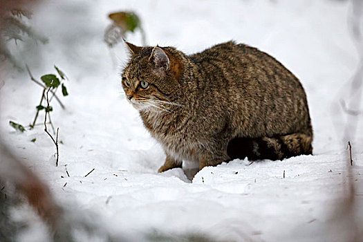 野猫科动物,斑貓,巴伐利亚森林国家公园,巴伐利亚,德国,俘获