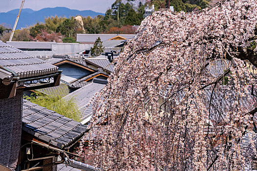 日本京都春天樱花盛开