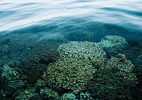 浅,海洋,水,珊瑚,仰视,表面,湾,瓦胡岛,夏威夷,美国