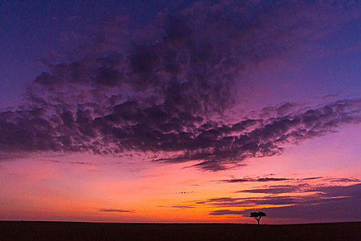 五颜六色的,多云的天空,日出之前,马赛玛拉国家保护区,肯尼亚,非洲