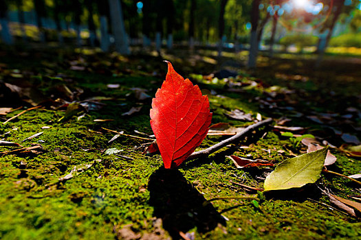 秋天树林里阳光下青苔上的一片红色树叶