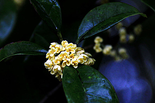 雨中桂花