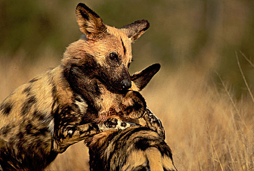 野狗,非洲野犬属,玩,濒危物种,克鲁格国家公园,南非,非洲
