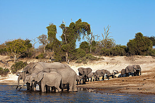 非洲象,牧群,喝,乔贝国家公园,博茨瓦纳