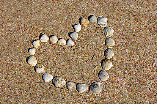 心形,壳,海滩