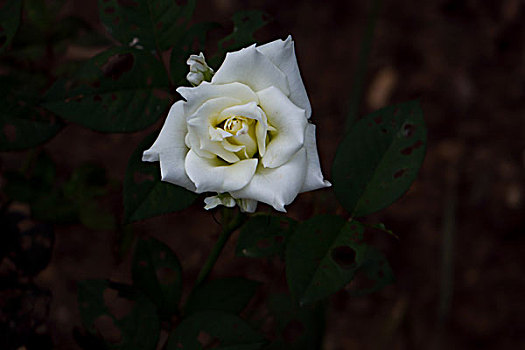 月季花,美丽月季,美艳月季花