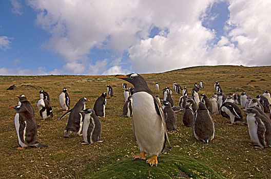 巴布亚企鹅,栖息地,海狸,岛屿,福克兰群岛,南大西洋