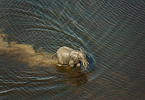 非洲象,雄性动物,穿过,河流,航拍,奥卡万戈三角洲,博茨瓦纳,非洲