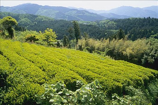 日本,中心,本州,风景