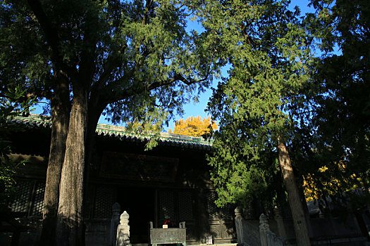 秋染大觉寺
