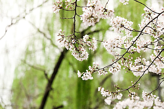 春天,柳树,樱花