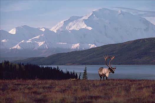 北美驯鹿,驯鹿属,雄性动物,德纳利国家公园和自然保护区,阿拉斯加