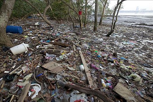 污染,红树林,树林,海滩,垃圾,塑料制品,新加坡