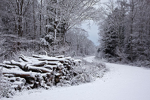 英格兰,威尔特,原木,堆,挨着,积雪,小路,树林,冬天