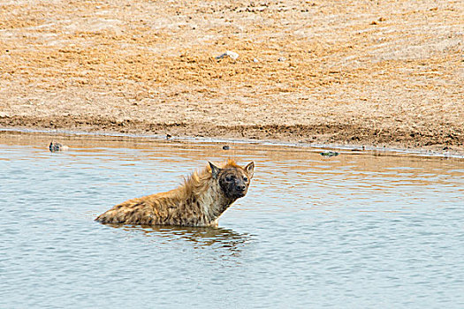 斑鬣狗,水,埃托沙国家公园,纳米比亚,非洲