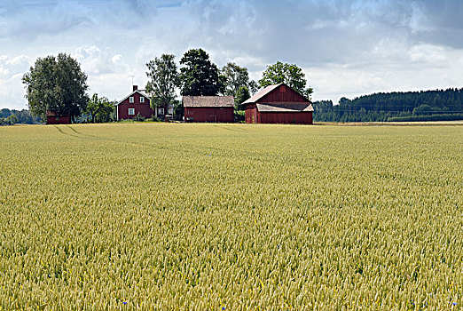 农场,地点,高地,瑞典
