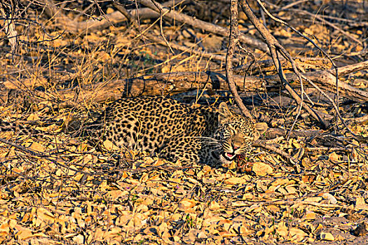 博茨瓦纳,奥卡万戈三角洲,雌性,豹,吃,松鼠