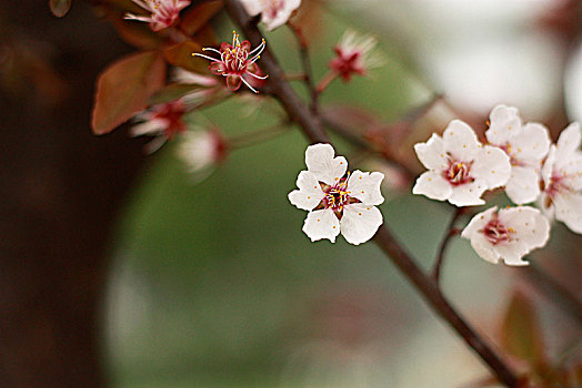 樱花,早樱