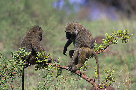 坦桑尼亚,东非狒狒,坐