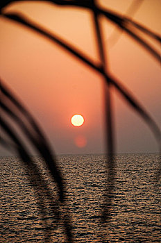日落,上方,海洋,叶子,果阿,印度