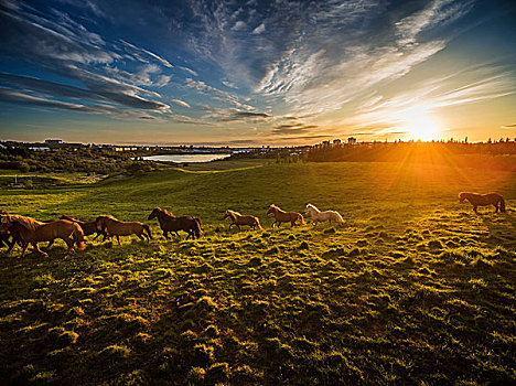 冰岛马,日落,纯种动物,夏天,盛开,羽扇豆属植物,冰岛