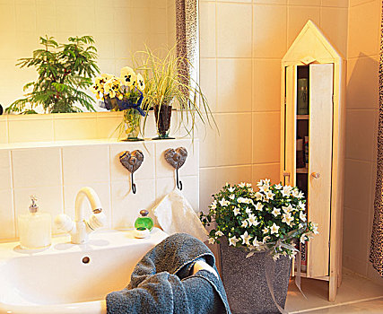 植物,浴室,白色,风铃草,莎草,堇菜属