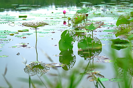 青龙湖湿地公园的残荷