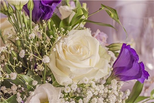 花,美好,白色,紫色,玫瑰