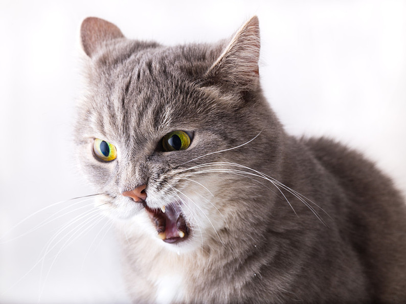 猫咪张大嘴原图图片