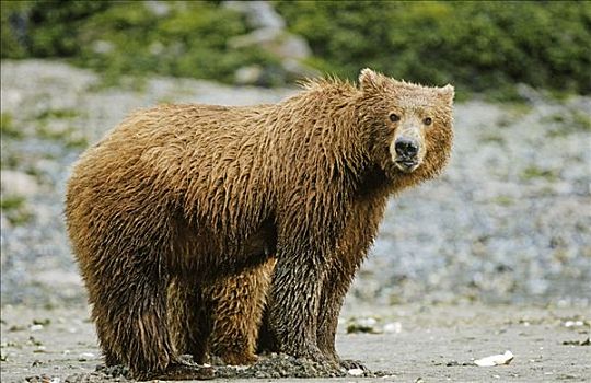 棕熊,熊,海滩,卡特麦国家公园,阿拉斯加