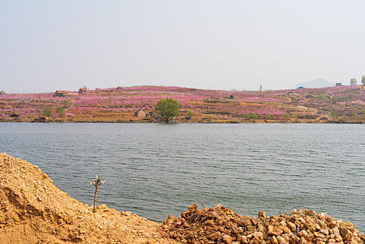 山东蒙阴桃花